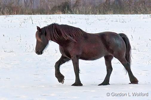Horse In Snow_34174.jpg - Photographed near Smiths Falls, Ontario, Canada.